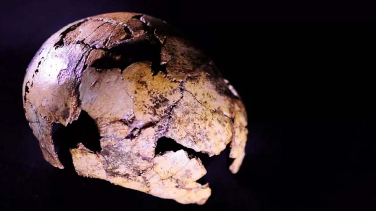 Der rund zwei Millionen Jahre alte Kinderschädel DNH 134 von Homo erectus aus der Drimolen-Höhle in Südafrika.© Therese van Wyk/ University of Johannesburg