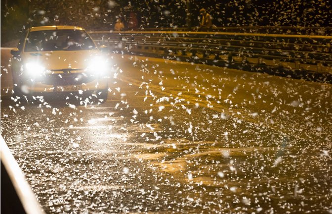 Neuste Forschungen aus London haben gezeigt, dass Licht Insekten nicht anzieht, sondern sie praktisch einfängt.<span class='image-autor'>Foto: imago stock&people</span>