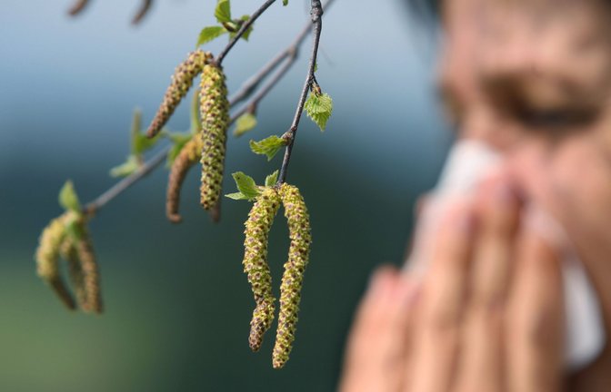 Achtung Allergiker: Die Kätzchen der Birke sind zwar hübsch, aber auch hochallergen.<span class='image-autor'>Foto: dpa/Karl-Josef Hildenbrand</span>