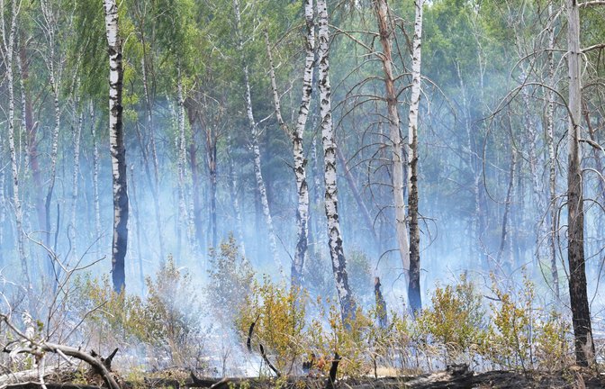 Die Gefahr für Waldbrände im Südwesten nimmt im Mai ab. (Symbolfoto)<span class='image-autor'>Foto: Michael Bahlo/dpa/Michael Bahlo</span>