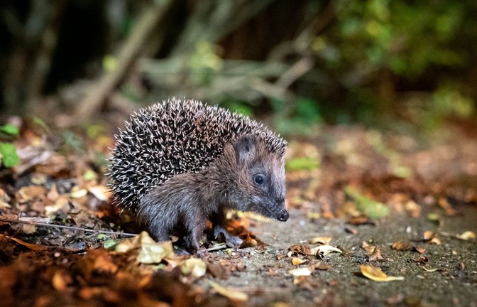 Igel zählen zu den bedrohten Tierarten, für die geschützte Lebensräume wichtig sind.<span class='image-autor'>Foto: dpa/Jonas Walzberg</span>