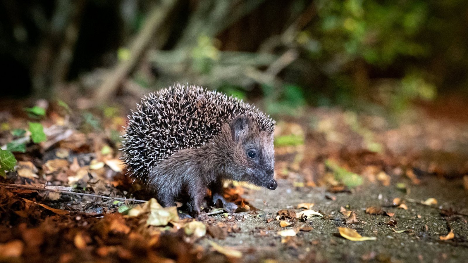 Igel zählen zu den bedrohten Tierarten, für die geschützte Lebensräume wichtig sind.Foto: dpa/Jonas Walzberg