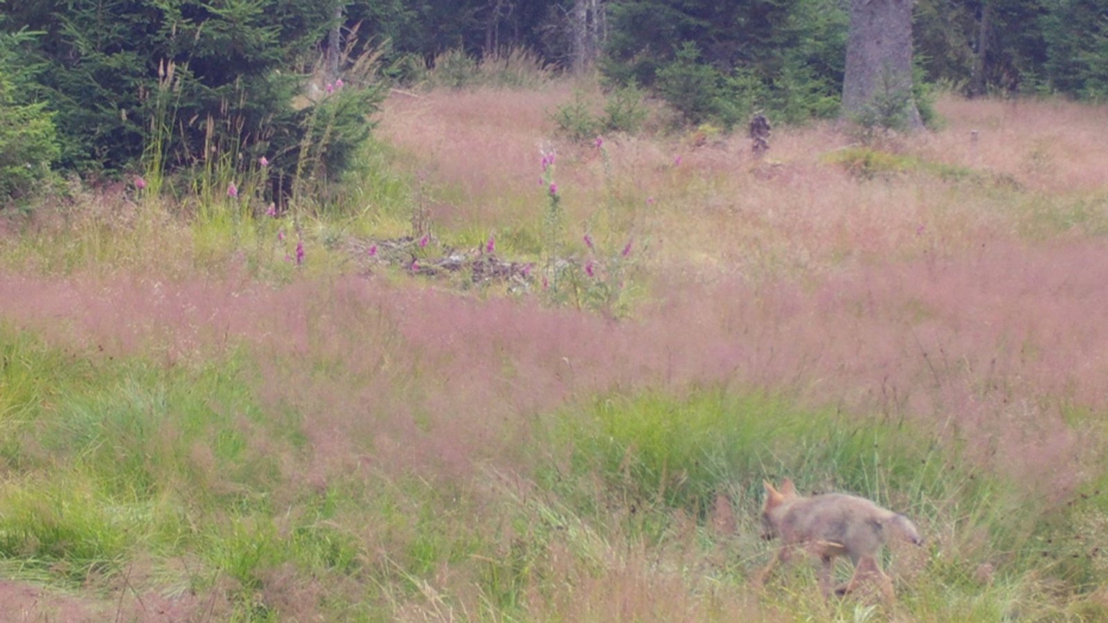 Der seltene Wolfsnachwuchs wurde am 27. Juli bei einem Streifzug mit einem erwachsenen Tier von einer Wildkamera eingefangen.Foto: FVA Der seltene Wolfsnachwuchs wurde am 27. Juli bei einem Streifzug mit einem erwachsenen Tier von einer Wildkamera eingefangen.Foto: FVA