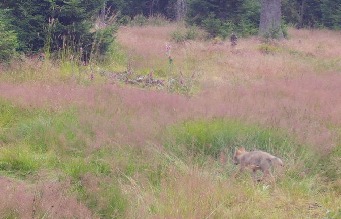 Der seltene Wolfsnachwuchs wurde am 27. Juli bei einem Streifzug mit einem erwachsenen Tier von einer Wildkamera eingefangen.<span class='image-autor'>Foto: FVA</span>
