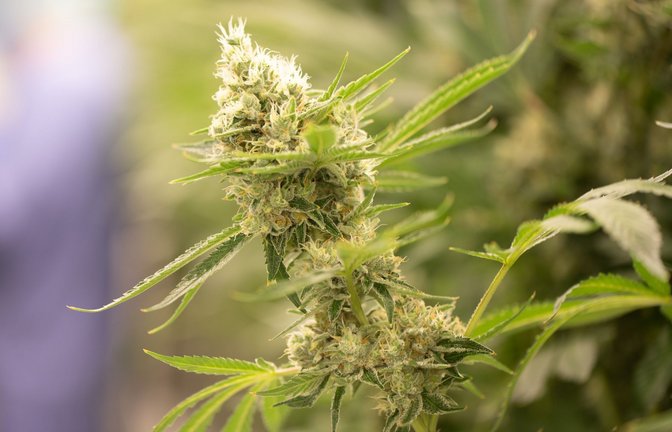 Cannabis-Pflanze: Wie viel kriegt man aus einer raus?<span class='image-autor'>Foto: dpa/Sebastian Kahnert</span>