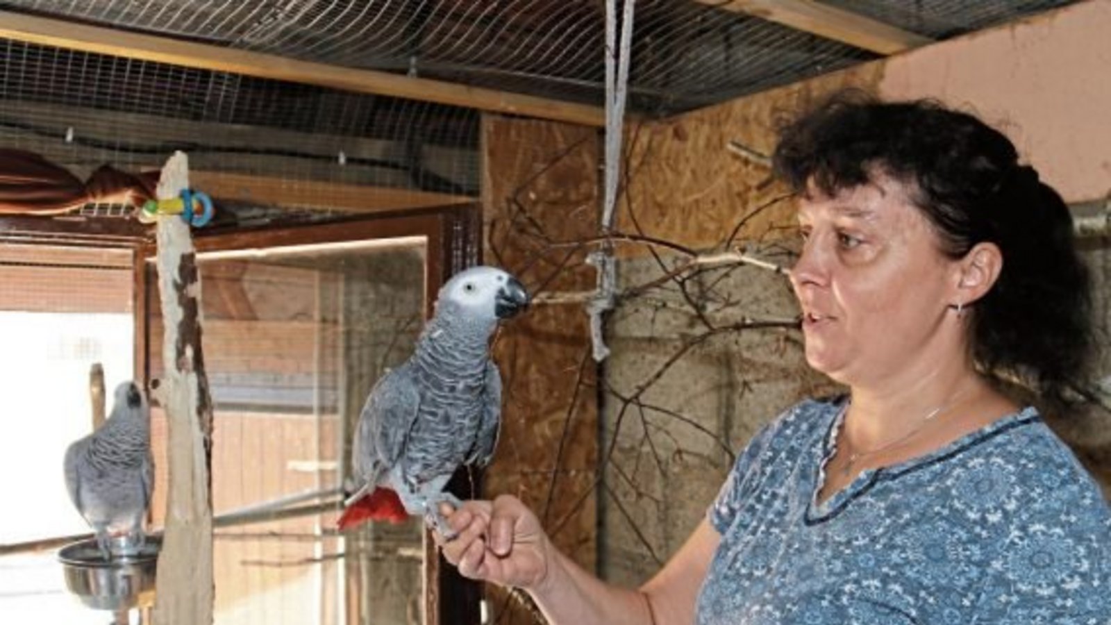Peggy Knodel mit Kongo-Graupapagei Jacko auf der Hand, im Hintergrund Papageien-Dame Jenny. Fotos: Rücker Peggy Knodel mit Kongo-Graupapagei Jacko auf der Hand, im Hintergrund Papageien-Dame Jenny. Fotos: Rücker