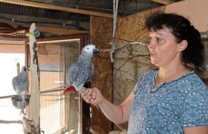 Peggy Knodel mit Kongo-Graupapagei Jacko auf der Hand, im Hintergrund Papageien-Dame Jenny. Fotos: Rücker
