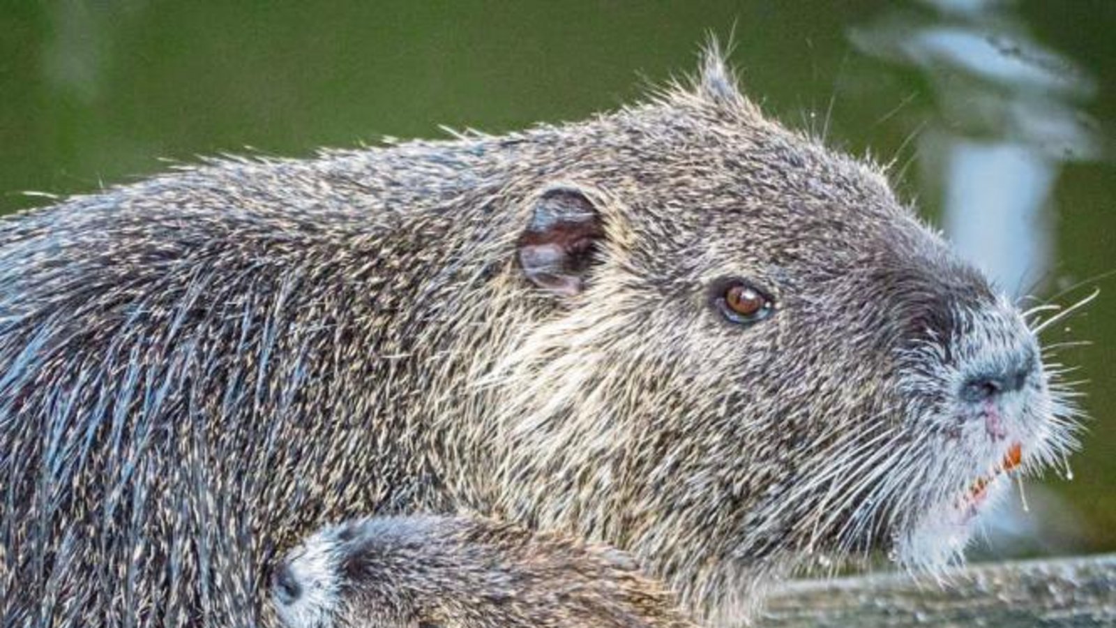 Die säugende Nutria-Mutter an der Enz hat Berthold Mede aus Eberdingen geknipst.