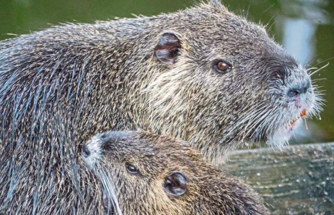Die säugende Nutria-Mutter an der Enz hat Berthold Mede aus Eberdingen geknipst.