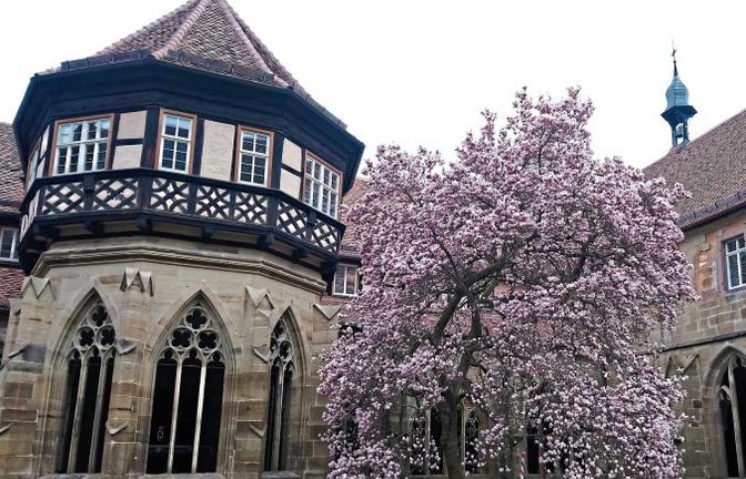 Jedes Frühjahr ist es ein Ereignis, auf das Fotofans und Maulbronn-Begeisterte gleichermaßen warten: Im Kreuzgang des einstigen Zisterzienserklosters entfaltet der alte Magnolienbaum seine Blüten. Auf www.kloster-maulbronn.de kann der Stand der Knospen verfolgt werden – damit niemand den Blüh-Höhepunkt verpasst.  Foto: SSG