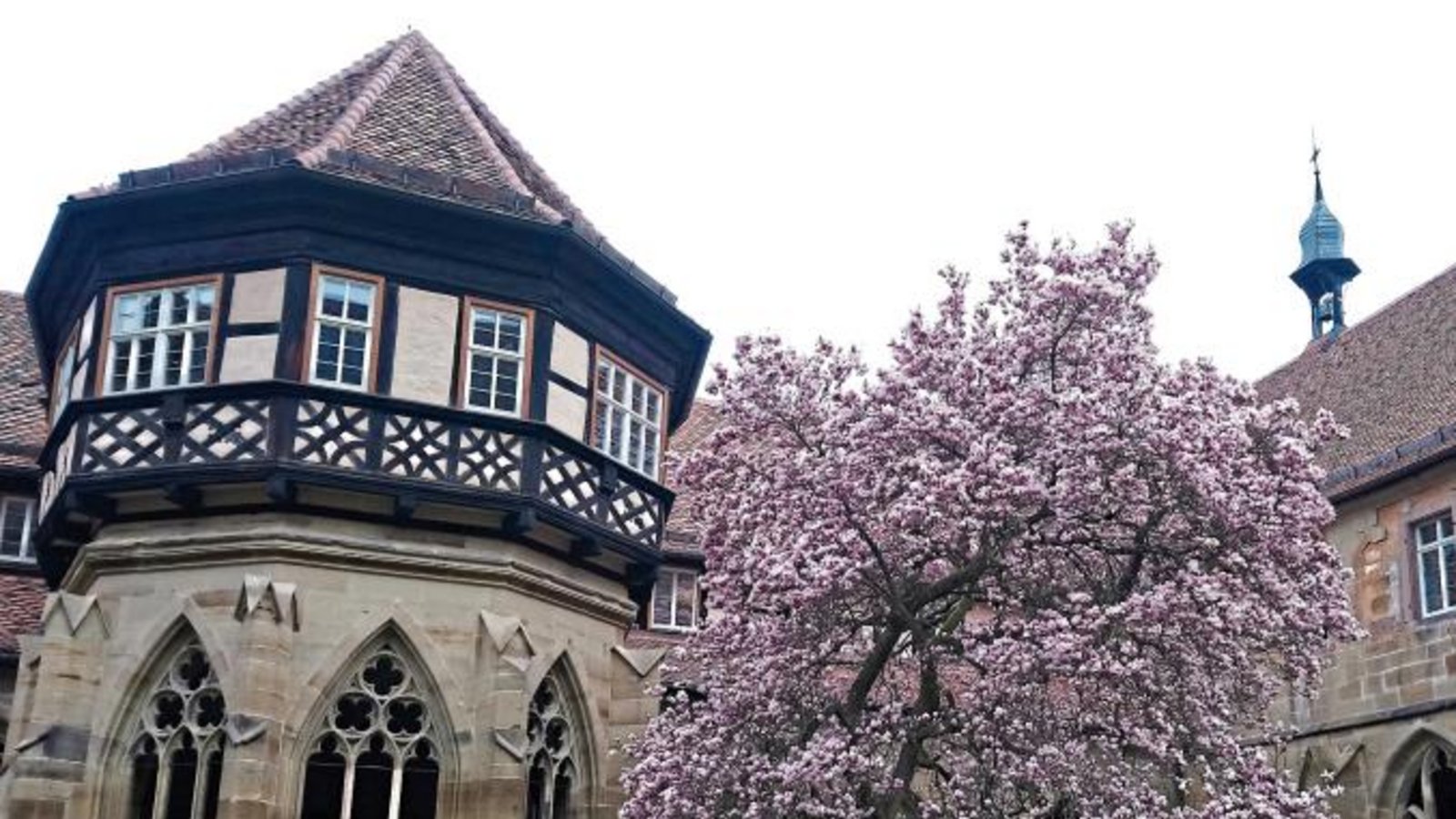 Jedes Frühjahr ist es ein Ereignis, auf das Fotofans und Maulbronn-Begeisterte gleichermaßen warten: Im Kreuzgang des einstigen Zisterzienserklosters entfaltet der alte Magnolienbaum seine Blüten. Auf www.kloster-maulbronn.de kann der Stand der Knospen verfolgt werden – damit niemand den Blüh-Höhepunkt verpasst. Foto: SSG Jedes Frühjahr ist es ein Ereignis, auf das Fotofans und Maulbronn-Begeisterte gleichermaßen warten: Im Kreuzgang des einstigen Zisterzienserklosters entfaltet der alte Magnolienbaum seine Blüten. Auf www.kloster-maulbronn.de kann der Stand der Knospen verfolgt werden – damit niemand den Blüh-Höhepunkt verpasst. Foto: SSG