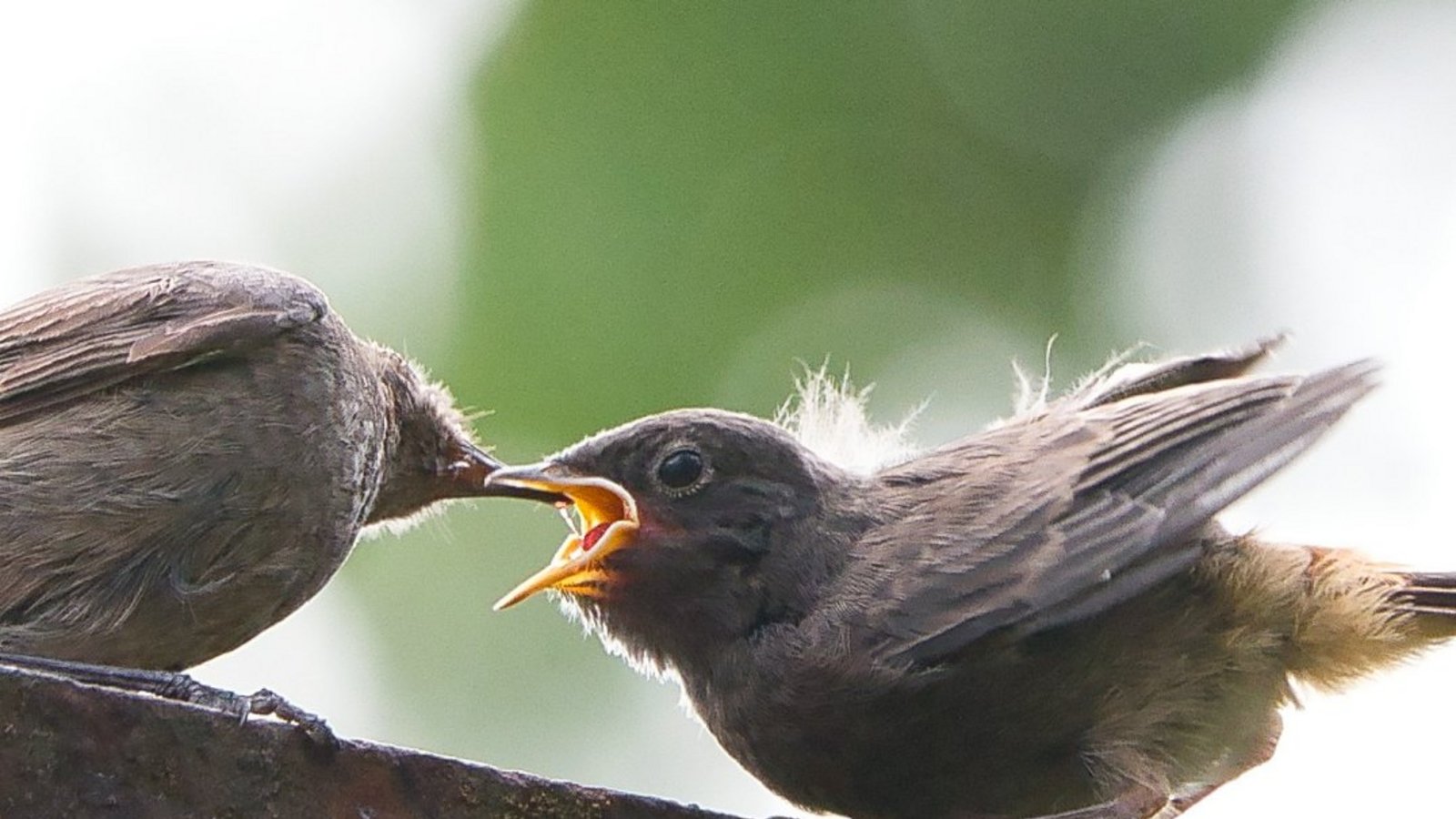 Fütterung eines jungen Hausrotschwänzchens, fotografiert von Werner Frey aus Ensingen.