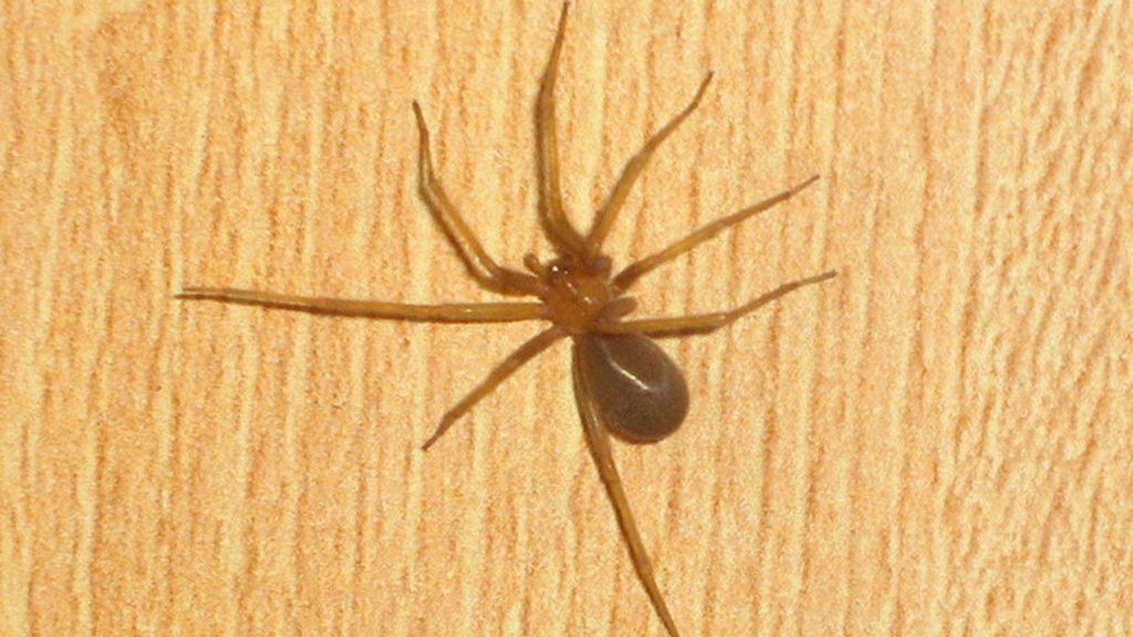 Chilenische Winkelspinne (Loxosceles laeta): Sie ist im westlichen Südamerika beheimatet, vor allem in Chile. Da sie nicht angriffslustig und nachtaktiv ist, kommt es eher selten zu Bissen. Laut einer Statistik gab es zwischen 1985 und 1995 43 Todesfälle in Chile durch die Winkelspinne.Foto: Wikipedia commons/Mampato Chilenische Winkelspinne (Loxosceles laeta): Sie ist im westlichen Südamerika beheimatet, vor allem in Chile. Da sie nicht angriffslustig und nachtaktiv ist, kommt es eher selten zu Bissen. Laut einer Statistik gab es zwischen 1985 und 1995 43 Todesfälle in Chile durch die Winkelspinne.Foto: Wikipedia commons/Mampato