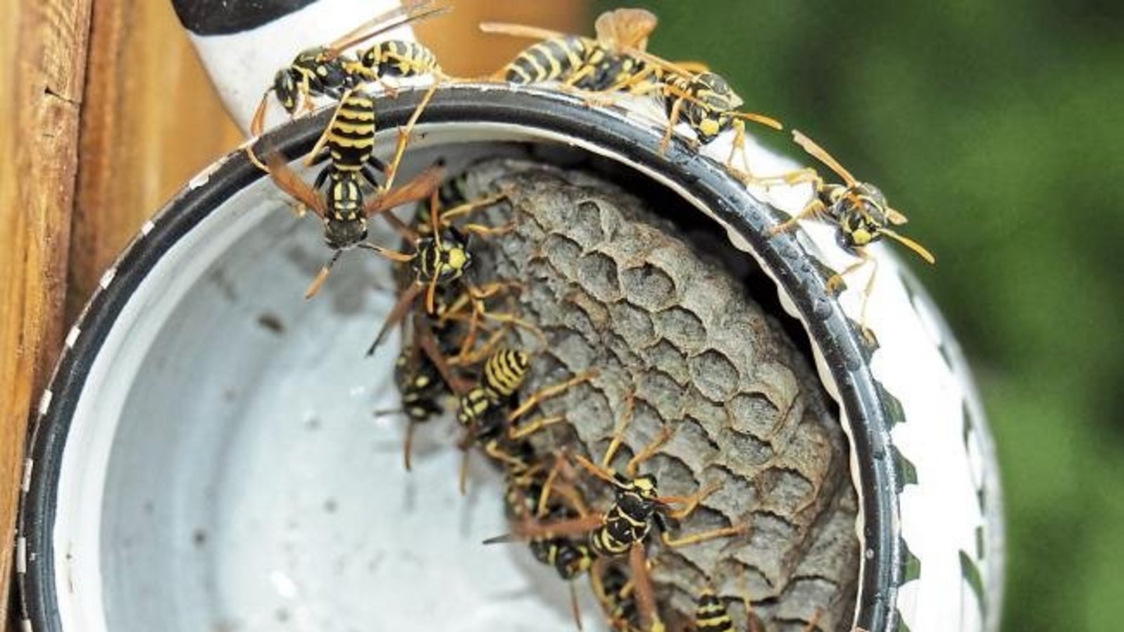 Ideale Wohnung für Feldwespen in einer Kaffeetasse am Gartenzaun. Foto: Götzke