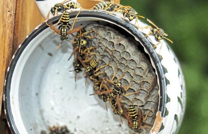 Ideale Wohnung für Feldwespen in einer Kaffeetasse am Gartenzaun. Foto: Götzke
