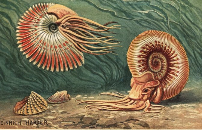 Ammoniten lebten vom Emsium (Unterdevon) bis Maastrichtium (Oberkreide)  - 407,6 bis 66 Millionen Jahren. Auch sie wurden die Massensterben ausgerottet (Illustration von Heinrich Harder, aus:  Wilhelm Bolsche, Tiere der Urwelt, 1908).<span class='image-autor'>Imago/Gemini Collection</span>