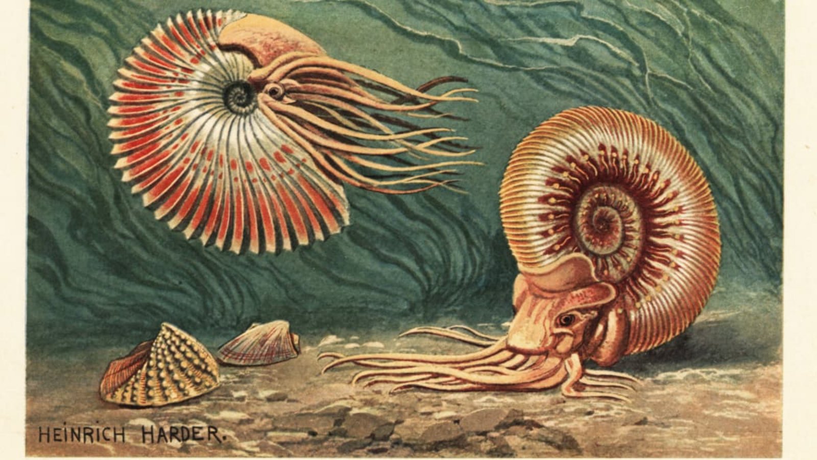Ammoniten lebten vom Emsium (Unterdevon) bis Maastrichtium (Oberkreide) - 407,6 bis 66 Millionen Jahren. Auch sie wurden die Massensterben ausgerottet (Illustration von Heinrich Harder, aus: Wilhelm Bolsche, Tiere der Urwelt, 1908).Imago/Gemini Collection Ammoniten lebten vom Emsium (Unterdevon) bis Maastrichtium (Oberkreide) - 407,6 bis 66 Millionen Jahren. Auch sie wurden die Massensterben ausgerottet (Illustration von Heinrich Harder, aus: Wilhelm Bolsche, Tiere der Urwelt, 1908).Imago/Gemini Collection