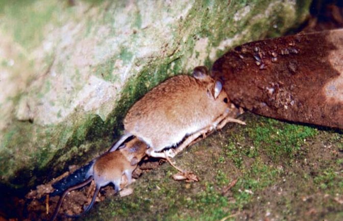 Eine Maus mit Nachwuchs. Foto: Schmid