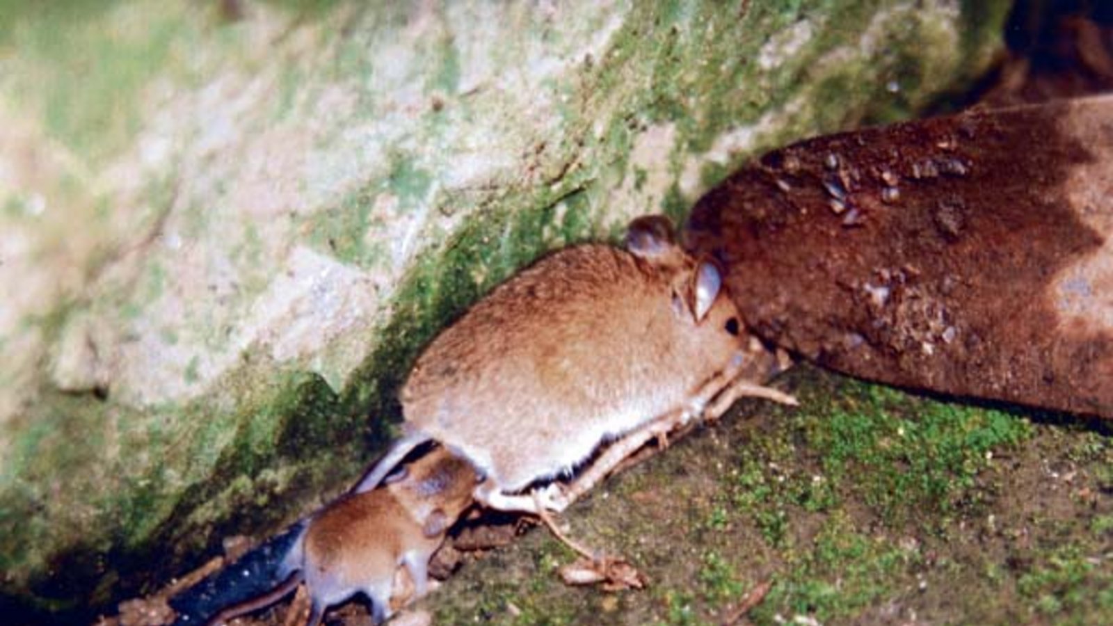 Eine Maus mit Nachwuchs. Foto: Schmid