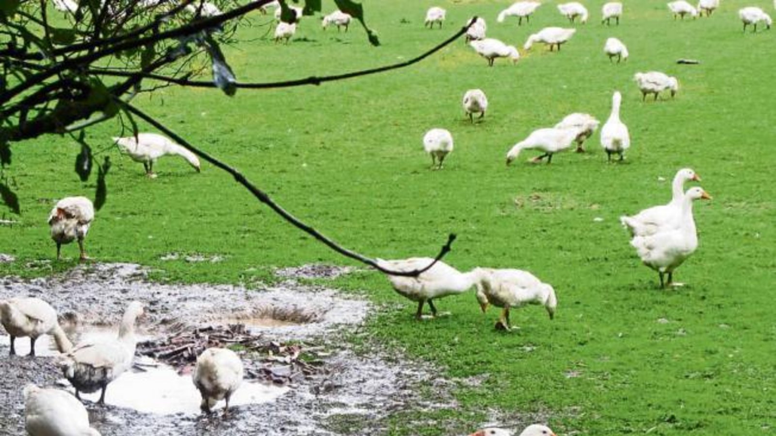 „Idylle am Kirbachhof – die Gänse genießen das feuchte Wetter. Wie lange noch? Bald ist Martini ... „, schreibt Lothar Makkens zu seinem Foto. „Idylle am Kirbachhof – die Gänse genießen das feuchte Wetter. Wie lange noch? Bald ist Martini ... „, schreibt Lothar Makkens zu seinem Foto.
