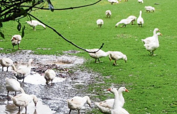 „Idylle am Kirbachhof – die Gänse genießen das feuchte Wetter. Wie lange noch? Bald ist Martini ... „, schreibt Lothar Makkens zu seinem Foto.