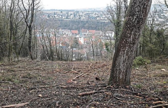 Bau einer Skisprungschanze in Aurich? Nein, in dem Privatwald hatte der Borkenkäfer Fichten dahingerafft, berichtet das Landratsamt Ludwigsburg auf Nachfrage. Da die Nadelbäume sehr eng standen, konnte mangels Sonnenlicht keine Naturverjüngung aufwachsen. Die entstandene sogenannte Blöße soll nach Kenntnis des Amtes zeitnah aufgeforstet werden.  Foto: Rücker