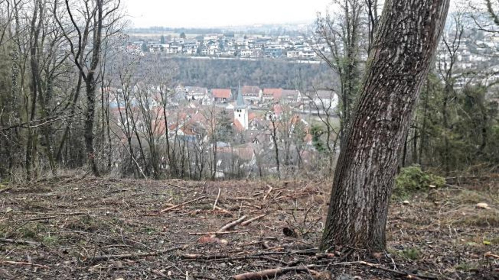 Bau einer Skisprungschanze in Aurich? Nein, in dem Privatwald hatte der Borkenkäfer Fichten dahingerafft, berichtet das Landratsamt Ludwigsburg auf Nachfrage. Da die Nadelbäume sehr eng standen, konnte mangels Sonnenlicht keine Naturverjüngung aufwachsen. Die entstandene sogenannte Blöße soll nach Kenntnis des Amtes zeitnah aufgeforstet werden.  Foto: Rücker