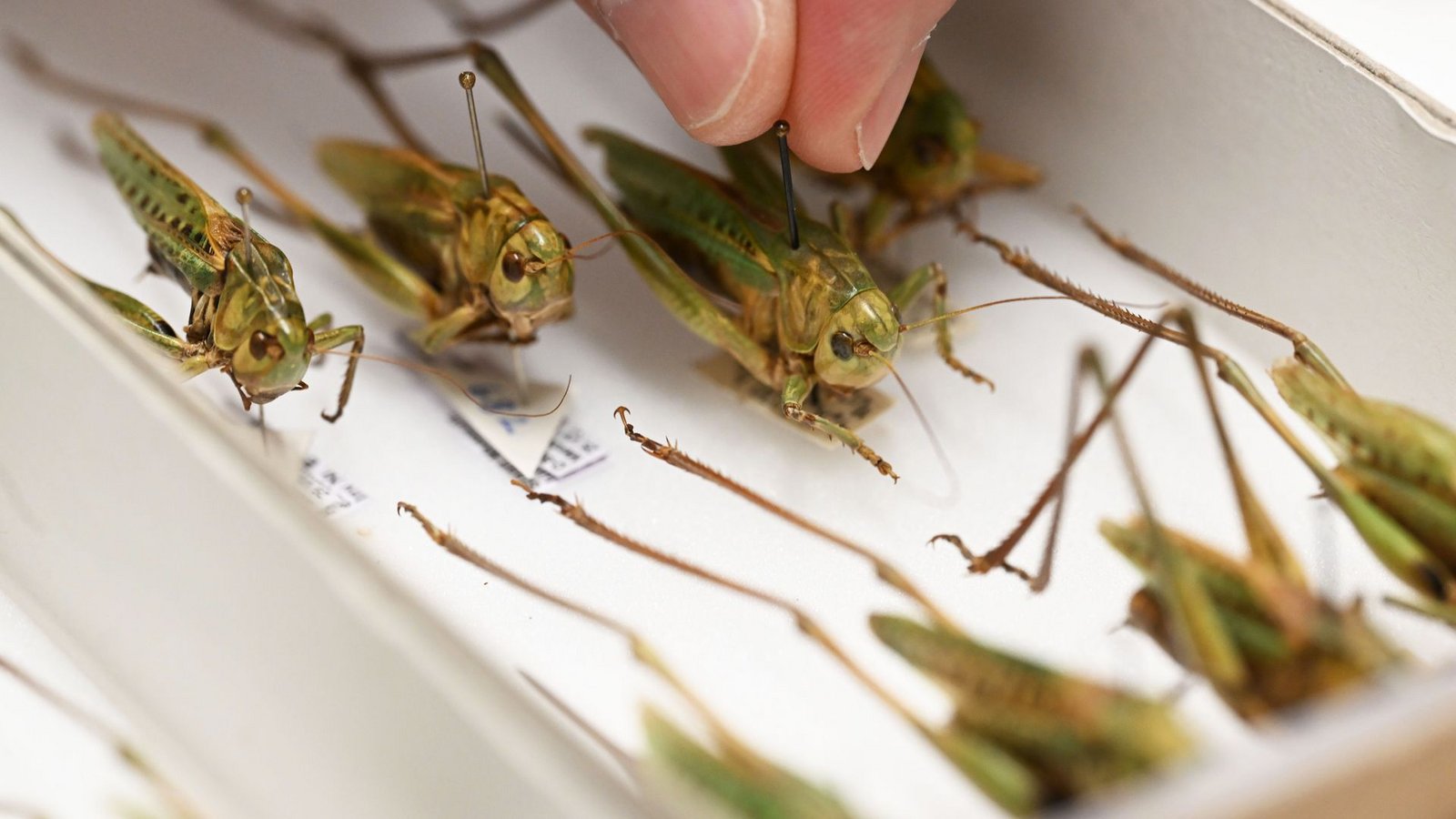 Warzenbeißer sind das Insekt des Jahres 2026.Foto: Uli Deck/dpa