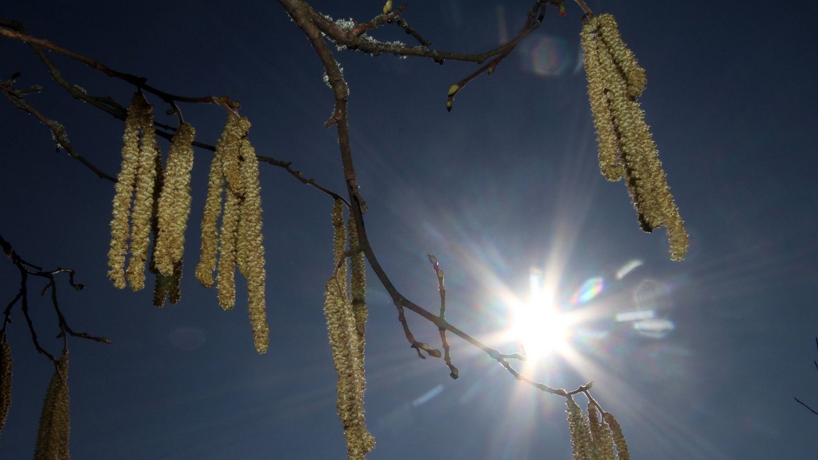 Im Südwesten fliegen schon Haselpollen (Symbolbild).Foto: imago images/Ralph Peters Im Südwesten fliegen schon Haselpollen (Symbolbild).Foto: imago images/Ralph Peters