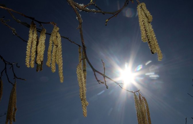 Im Südwesten fliegen schon Haselpollen (Symbolbild).<span class='image-autor'>Foto: imago images/Ralph Peters</span>