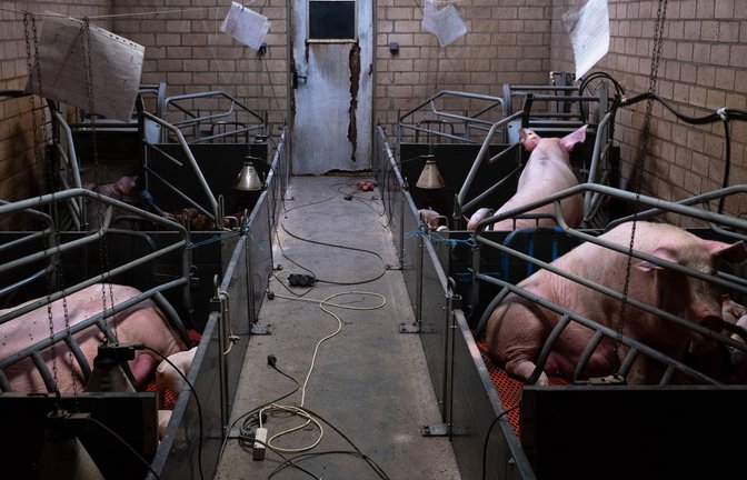 Die Organisation „Animal Rights Watch“ hat nach eigenen Angaben Quälereien in „Tierwohl“-Betrieben aufgedeckt (Symbolfoto).<span class='image-autor'>Foto: Animal Rights Watch e.V./Animal Rights Watch e.V.</span>
