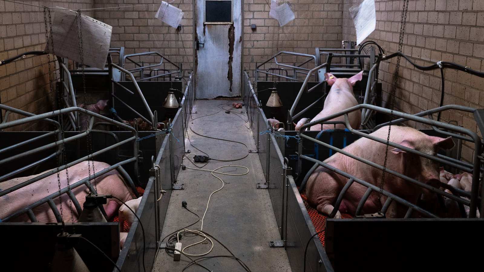 Die Organisation „Animal Rights Watch“ hat nach eigenen Angaben Quälereien in „Tierwohl“-Betrieben aufgedeckt (Symbolfoto).Foto: Animal Rights Watch e.V./Animal Rights Watch e.V. Die Organisation „Animal Rights Watch“ hat nach eigenen Angaben Quälereien in „Tierwohl“-Betrieben aufgedeckt (Symbolfoto).Foto: Animal Rights Watch e.V./Animal Rights Watch e.V.