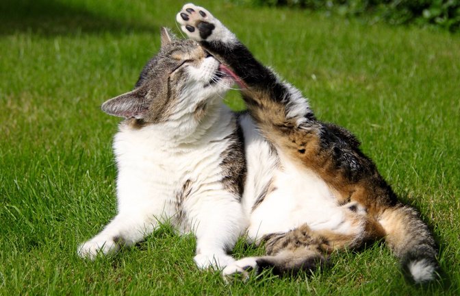 Katzenwäsche ist harte Arbeit: Drei Quadratmeter Fell sind täglich zu putzen.<span class='image-autor'>Foto: imago/Zoonar</span>