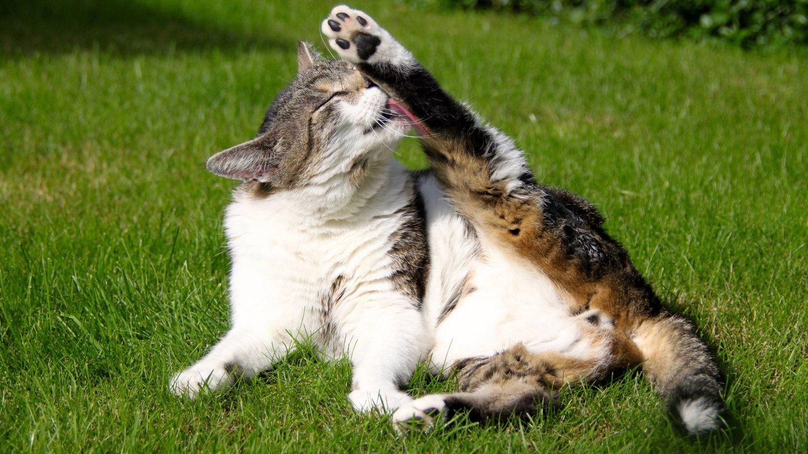 Katzenwäsche ist harte Arbeit: Drei Quadratmeter Fell sind täglich zu putzen.Foto: imago/Zoonar Katzenwäsche ist harte Arbeit: Drei Quadratmeter Fell sind täglich zu putzen.Foto: imago/Zoonar