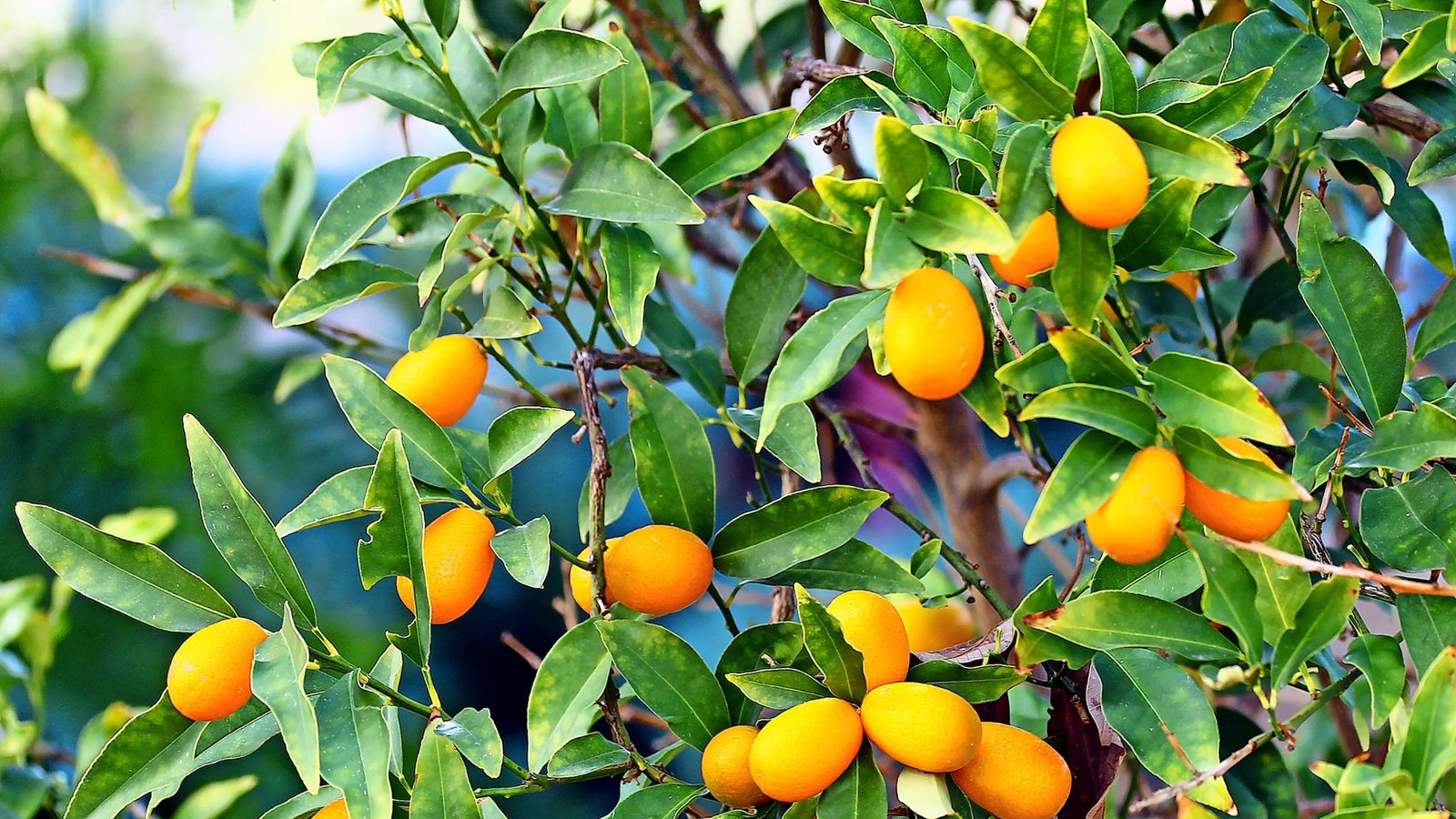 Bäumchen wie die Kumquat vertragen auch den Standortwechsel ins Winterquartier ganz gut.Foto: flik47 - stock.adobe.com