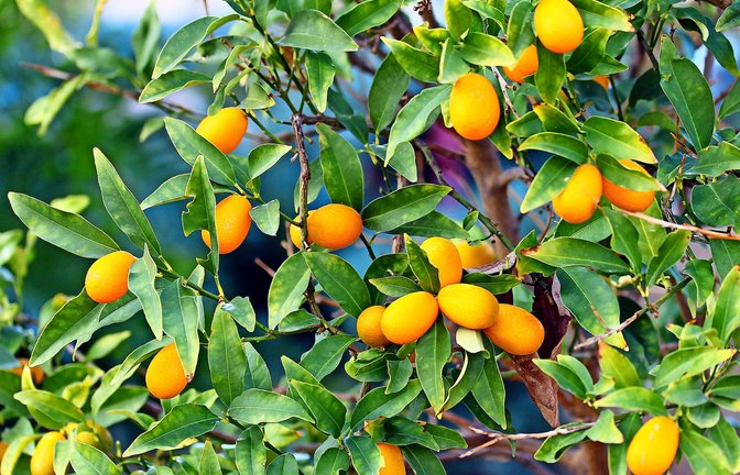 Bäumchen wie die Kumquat vertragen auch den Standortwechsel ins Winterquartier ganz gut.<span class='image-autor'>Foto: flik47 - stock.adobe.com</span>
