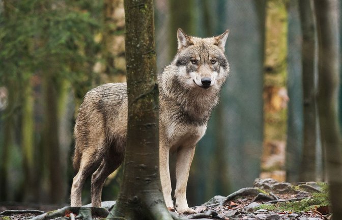 Ein Wolf steht in einem Tierpark in seinem Gehege. Kommt ein Tier in der freien Wildbahn so nahe, raten Tierschützer dazu, Ruhe zu bewahren.<span class='image-autor'>Foto: Klaus-Dietmar Gabbert/dpa</span>