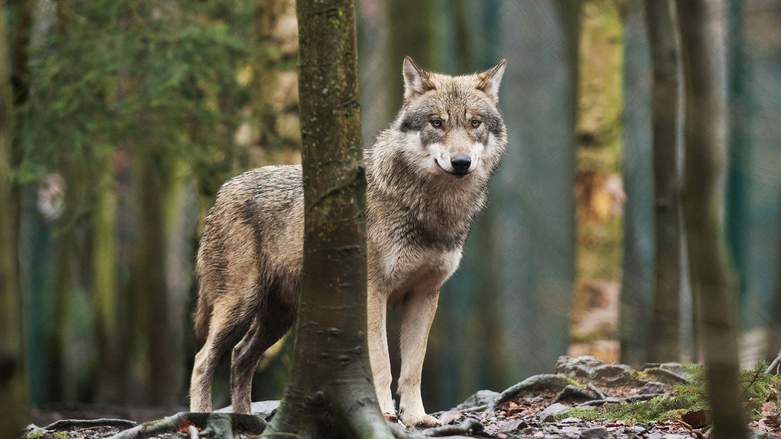 Ein Wolf steht in einem Tierpark in seinem Gehege. Kommt ein Tier in der freien Wildbahn so nahe, raten Tierschützer dazu, Ruhe zu bewahren.Foto: Klaus-Dietmar Gabbert/dpa Ein Wolf steht in einem Tierpark in seinem Gehege. Kommt ein Tier in der freien Wildbahn so nahe, raten Tierschützer dazu, Ruhe zu bewahren.Foto: Klaus-Dietmar Gabbert/dpa