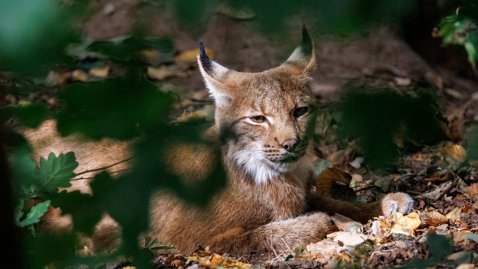Die Auswilderung ist Teil des Projekts „Luchs Baden-Württemberg“. (Symbolbild)Foto: dpa/Daniel Karmann