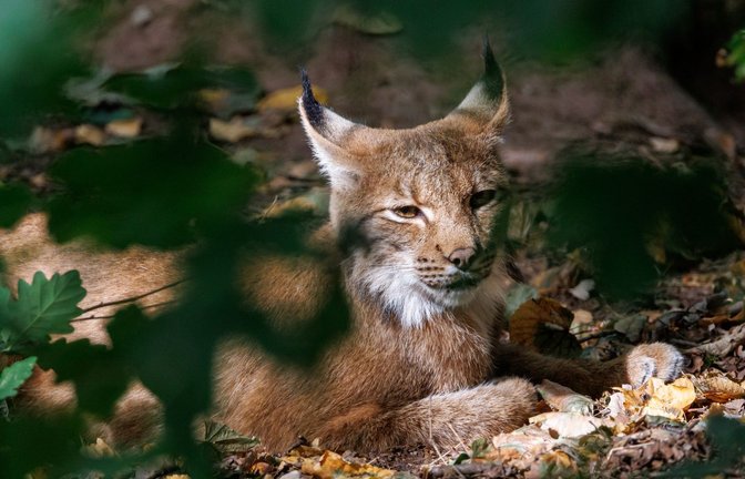 Die Auswilderung ist Teil des Projekts „Luchs Baden-Württemberg“. (Symbolbild)<span class='image-autor'>Foto: dpa/Daniel Karmann</span>