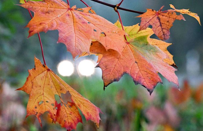 So schön bunt kann der Herbst sein – wenn es mal  gerade nicht regnet und die Sonne strahlt.<span class='image-autor'>Foto: dpa/Federico Gambarini</span>
