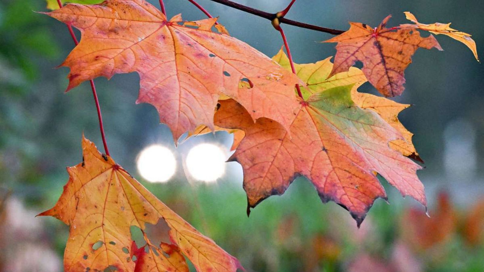So schön bunt kann der Herbst sein – wenn es mal  gerade nicht regnet und die Sonne strahlt.Foto: dpa/Federico Gambarini