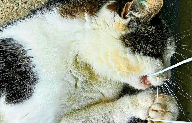 Leuze-Kater „Lucky“ im Kampf mit dem Handy-Kabel<span class='image-autor'>Foto: Claudia Helm</span>