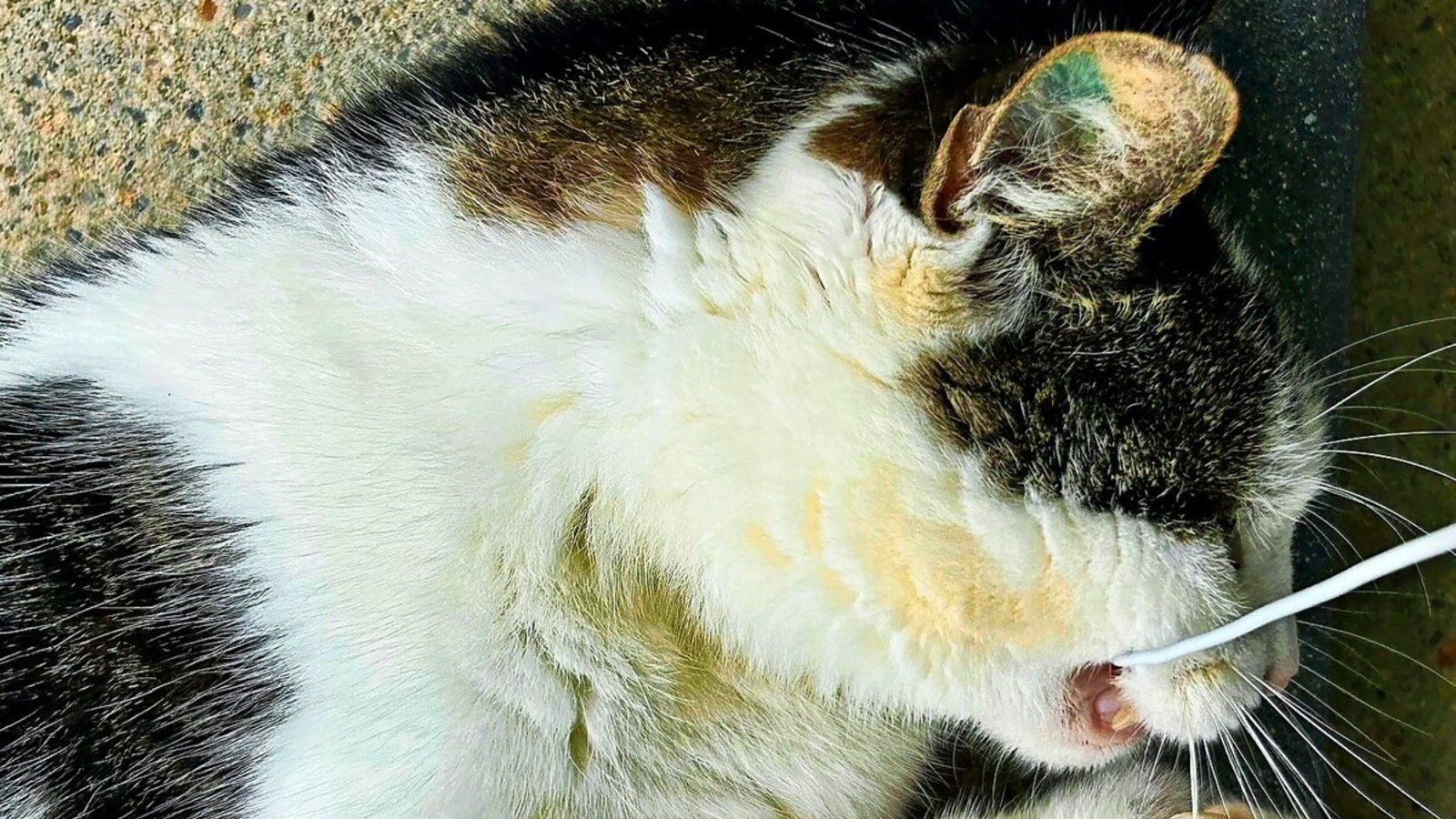 Leuze-Kater „Lucky“ im Kampf mit dem Handy-KabelFoto: Claudia Helm Leuze-Kater „Lucky“ im Kampf mit dem Handy-KabelFoto: Claudia Helm