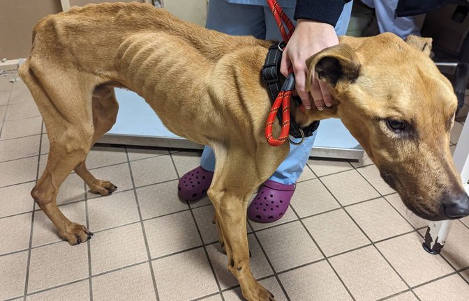 Auf einem Bauernhof im Südwesten Spaniens hat die Polizei 32 verhungerte Hunde gefunden. Das Bild stammt nicht vom Bauernhof, sondern zeigt einen Hund einer anderen Besitzerin (Symbolfoto).<span class='image-autor'>Foto: IMAGO/Jam Press/IMAGO</span>