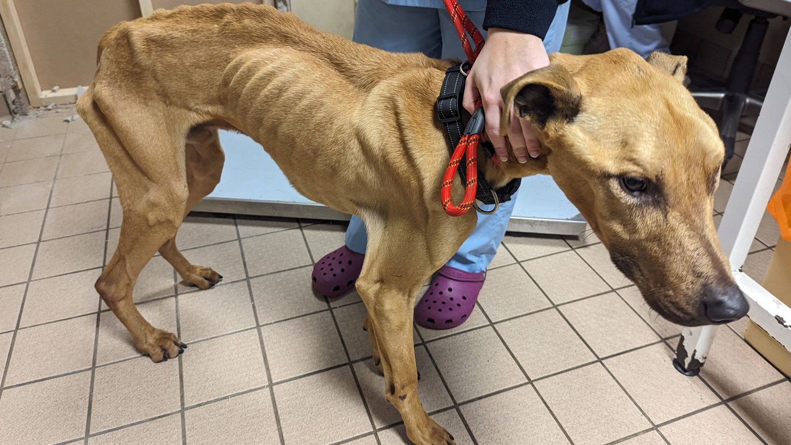 Auf einem Bauernhof im Südwesten Spaniens hat die Polizei 32 verhungerte Hunde gefunden. Das Bild stammt nicht vom Bauernhof, sondern zeigt einen Hund einer anderen Besitzerin (Symbolfoto).Foto: IMAGO/Jam Press/IMAGO Auf einem Bauernhof im Südwesten Spaniens hat die Polizei 32 verhungerte Hunde gefunden. Das Bild stammt nicht vom Bauernhof, sondern zeigt einen Hund einer anderen Besitzerin (Symbolfoto).Foto: IMAGO/Jam Press/IMAGO