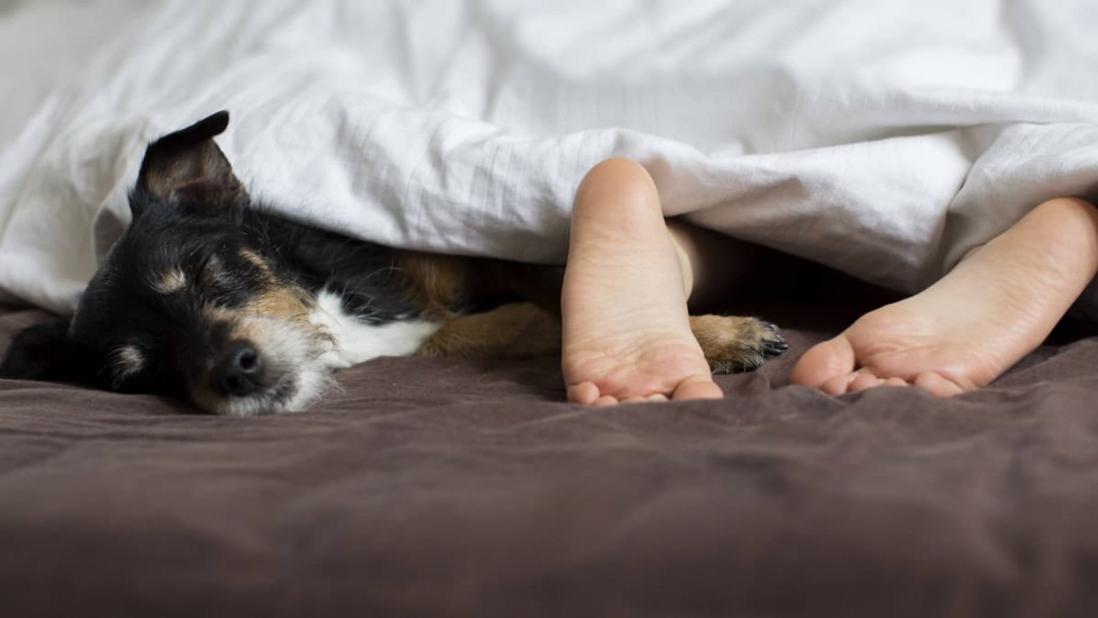 Würde man Hunde fragen, wäre die Sache wohl klar: Natürlich schlummern sie eng an ihren Menschenkumpel gekuschelt, immer und überall. Als Rudeltiere schlafen Hunde generell gern eng beieinander.Imago/Bernhard Classen Würde man Hunde fragen, wäre die Sache wohl klar: Natürlich schlummern sie eng an ihren Menschenkumpel gekuschelt, immer und überall. Als Rudeltiere schlafen Hunde generell gern eng beieinander.Imago/Bernhard Classen