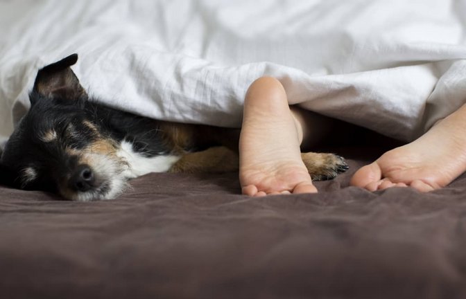 Würde man Hunde fragen, wäre die Sache wohl klar: Natürlich schlummern sie eng an ihren Menschenkumpel gekuschelt, immer und überall. Als Rudeltiere schlafen Hunde generell gern eng beieinander.<span class='image-autor'>Imago/Bernhard Classen</span>