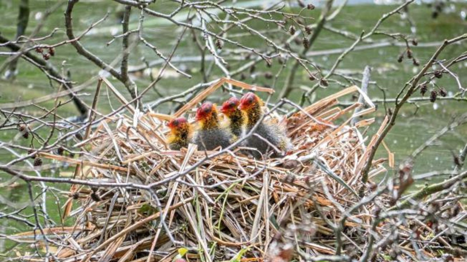 Ganz schön zottelig. „Na, diese Blässhuhnküken kann nur eine Mutter lieben“, meint Berthold Mede zu seinem Schnappschuss. Ganz schön zottelig. „Na, diese Blässhuhnküken kann nur eine Mutter lieben“, meint Berthold Mede zu seinem Schnappschuss.