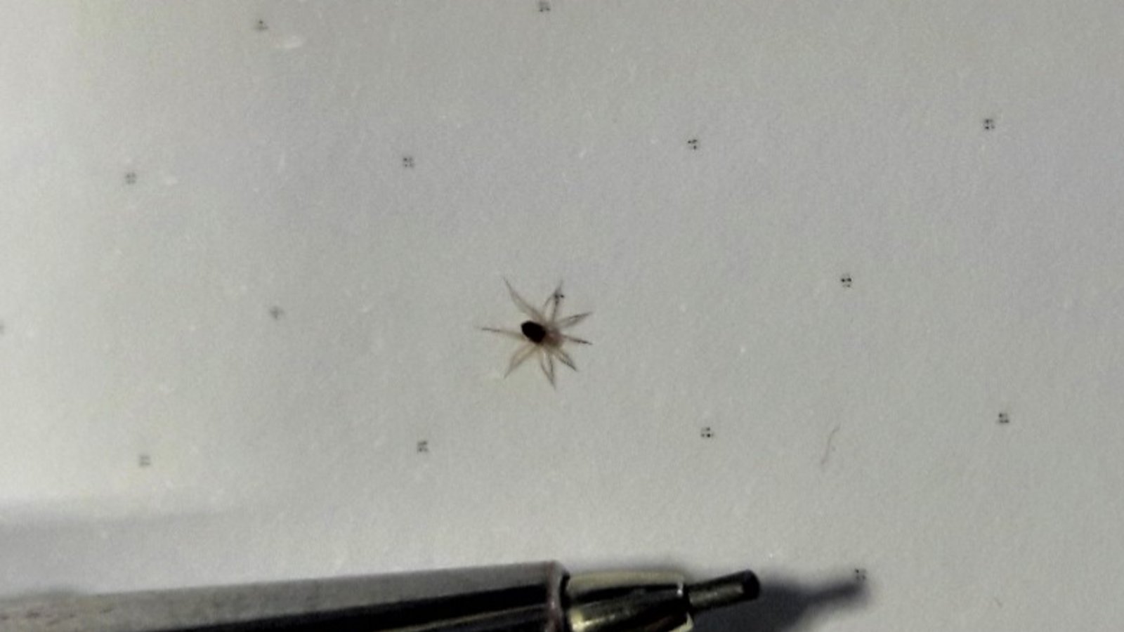 Der schnell wuselnde Besuch auf der Schreibtischunterlage in der Redaktion hatte acht Beine und war somit ein Spinnentier. Foto: Rücker